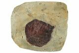 Fossil Leaf (Davidia) - Montana #268167-1